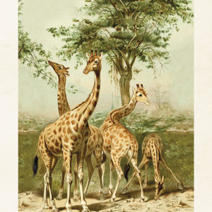 Poster - 18x24 cm / Giraffer